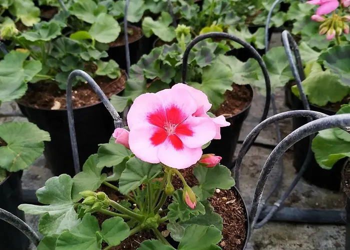 Alojamento de Turismo Rural 